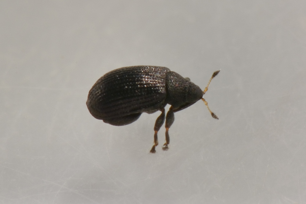 Curculionidae: Rhamphus pulicarius